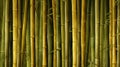 Vibrant Bamboo Field Illustration: Detailed, Naturalistic, High Resolution Artwork