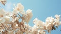 White Blossom On Branch With Blue Sky Background Royalty Free Stock Photo