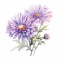 Realistic Watercolor Illustration Of Two Purple Chrysanthemum Flowers Royalty Free Stock Photo