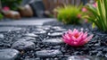 Serene Zen Garden with Black Stones and Pink Waterlily Royalty Free Stock Photo