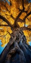 Surrealistic Old Tree With Yellow Leaves: A Grandeur Of Scale