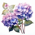 Hydrangea Watercolor Painting On White Background - Detailed Figures In Light Magenta And Dark Azure Royalty Free Stock Photo