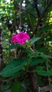 A photo showing beautiful pink colour petunia flowering plant