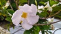 A photo showing beautiful white colour flower Royalty Free Stock Photo