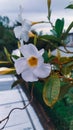 A photo showing beautiful white colour flower Royalty Free Stock Photo