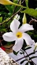 A photo showing beautiful white colour flower Royalty Free Stock Photo
