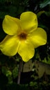 A photo showing beautiful yellow colour flower Royalty Free Stock Photo