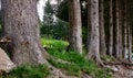 Photo showing details of tree trunks in various shapes.