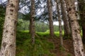 Photo showing details of tree trunks in various shapes.