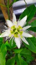 A photo showing flower of passion fruit