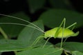 Lateral side of leaf mimiching katydid, Tetttigonia viridissima Tettigonidae Royalty Free Stock Photo