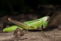 Lateral view of green grasshopper Hieroglyphus banian Royalty Free Stock Photo