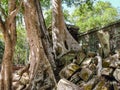 Photo showing massive roots of tropical trees winding through the deteriorating stone structures of ancient Khmer buildings in Royalty Free Stock Photo