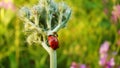 Ants defend aphids from ladybug Royalty Free Stock Photo