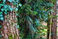 photo showing pine trunks, ivy climbing up on top, and another small pine trying to grow in the middle of them.