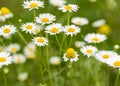 Beautiful daisy meadow Royalty Free Stock Photo