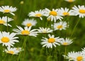 Beautiful daisy meadow Royalty Free Stock Photo