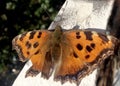 Photo shows beautiful tropical butterfly monarch Royalty Free Stock Photo