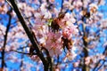 Blooming sakura tree. Spring. Royalty Free Stock Photo