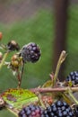 Mouldy Blackberries Covered In Fungus And Decaying