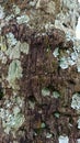 The texture of tree bark covered with lichen. The bark looks rough and has a complex crack pattern. Royalty Free Stock Photo