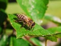 Honey bee sitting on a leaf