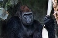 Portrait of a seated large gorilla male