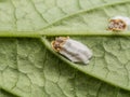 Closeup of hydrangea scale sucking on a leaf Royalty Free Stock Photo