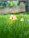 Control mushrooms in lawn Royalty Free Stock Photo