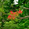 jungle red floweret exotic tree in wildlife