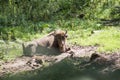 Bison family rest in the forest