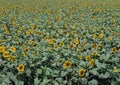 Sunflower field.