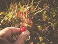 Collecting wild berries