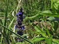 Flower ajuga genevensis