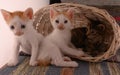 White cats in basket. Face directly to camera Royalty Free Stock Photo