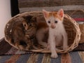Kittens ginger white gray in basket. Pussy in studio Royalty Free Stock Photo