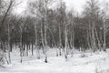 Forest belt from birches in winter_2