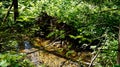 A stream in a thicket of ferns