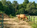 Horses feeding on a sunny day at the farm Royalty Free Stock Photo