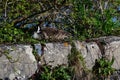 A Canada Goose Female Incubating Her Eggs Royalty Free Stock Photo