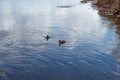 Two adult wild ducks swim in the city river during the day Royalty Free Stock Photo