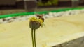 This photo shows the insect meticulously rubbing a flower, while its fine hairs touch the soft pollen