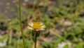 This photo shows the insect meticulously rubbing a flower, while its fine hairs touch the soft pollen