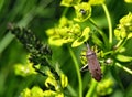 Small dark beetle on a green plant, green background Royalty Free Stock Photo