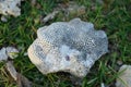 organic reef pattern rock on green grass