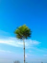 The photo shows a lone tree standing against a bright blue sky. Royalty Free Stock Photo