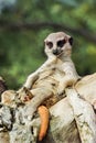 Meerkat that fell apart back on a tree trunk Royalty Free Stock Photo