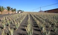 Canary Islands, Fuerteventura: Aloe Vera Plantation with Processing Plant