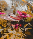 The photo shows a pink flower perched by a butterfly Royalty Free Stock Photo