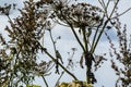 Summer. Nature. Plant. Dried flower. Hogweed. Birds. Small birds on a dried plant. Royalty Free Stock Photo